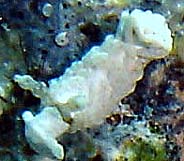 Photo: B. & S. Koretz; Eilat, June 2005; see this species in the Sea Slug Forum